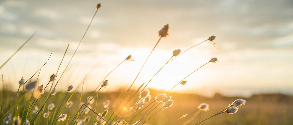 Trusts and Estate Administration and Probate - Stewart Law, P.A. N.C. Law Firm